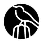 130_CACTUS WREN